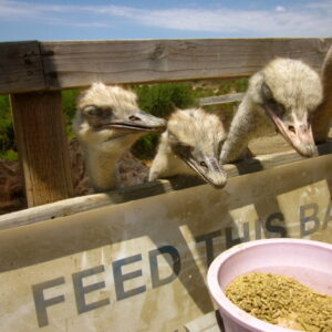 1.OSTRICH USA - FEED