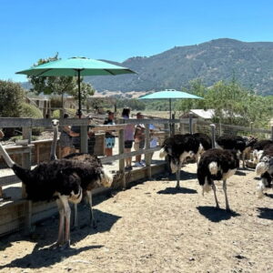 2.OSTRICH USA