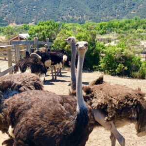 3.OSTRICH USA