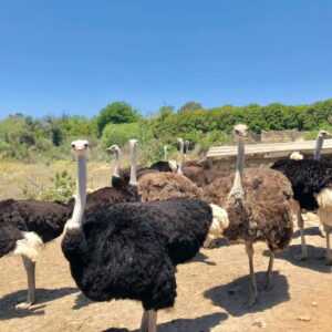 4.OSTRICH USA