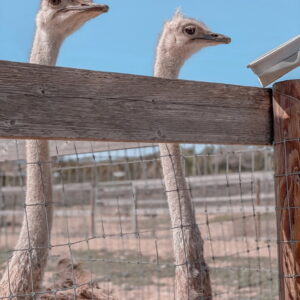 6.OSTRICH USA
