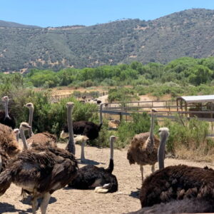 8.OSTRICH USA