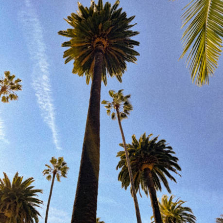 Vintage Beverly Hills palm trees with a beautiful blue sky