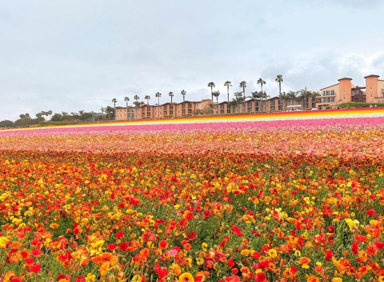 1.FLOWER FIELD