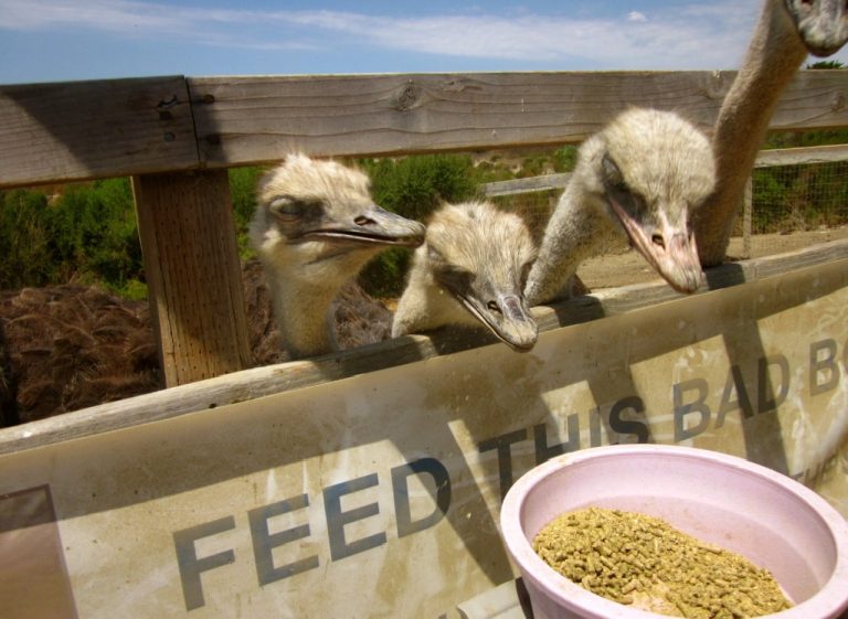 1.OSTRICH USA - FEED