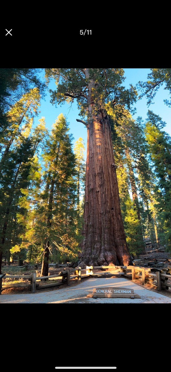 10.SEQUOIA NATIONAL PARK