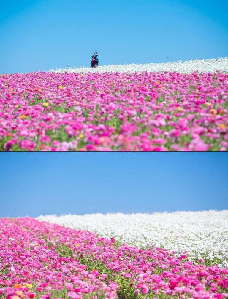 11.FLOWER FIELD