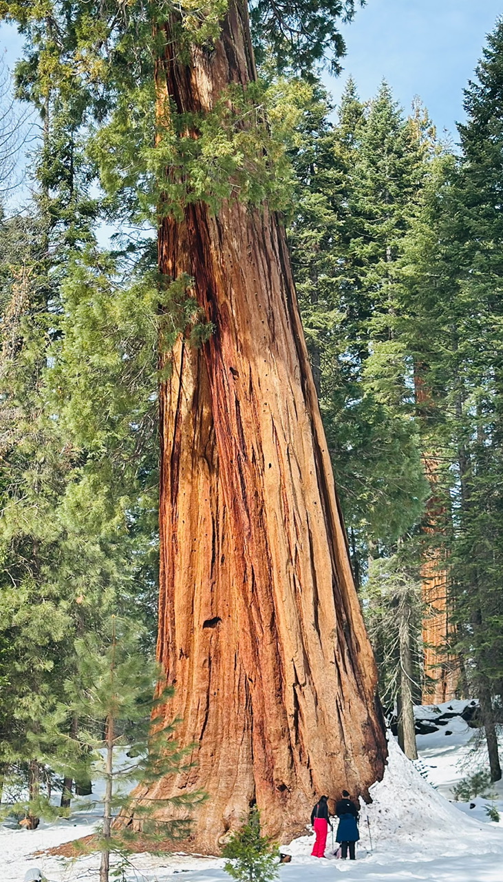 12.SEQUOIA NATIONAL PARK