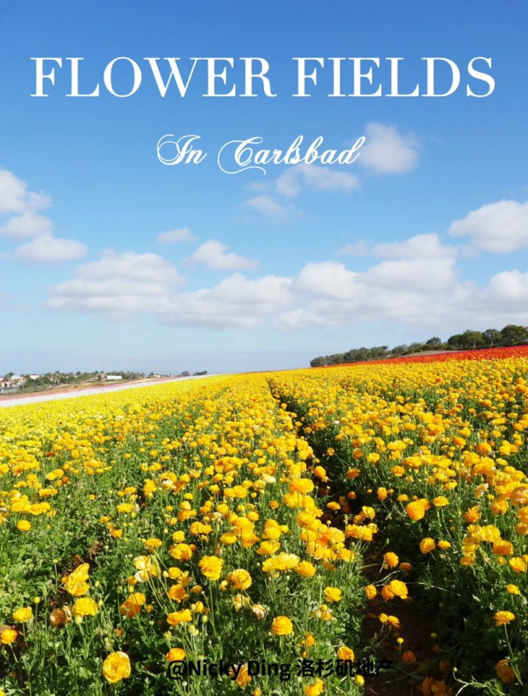 14.FLOWER FIELD