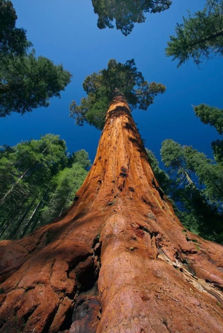 17.SEQUOIA NATIONAL PARK