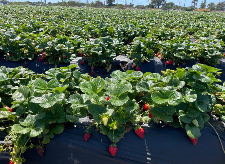 2.CARLSBAD STRAWBERY