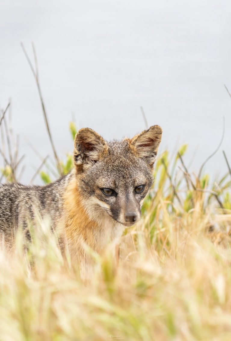 2.CHANNEL ISLANDS FOX
