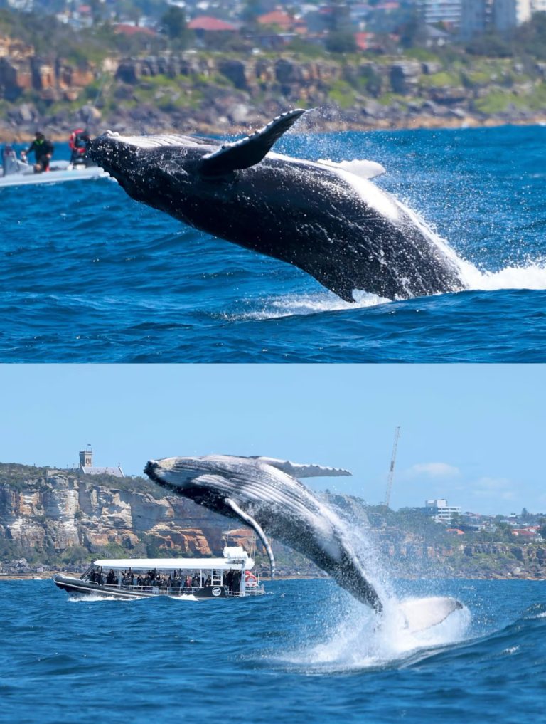 2.WHALE WATCHING