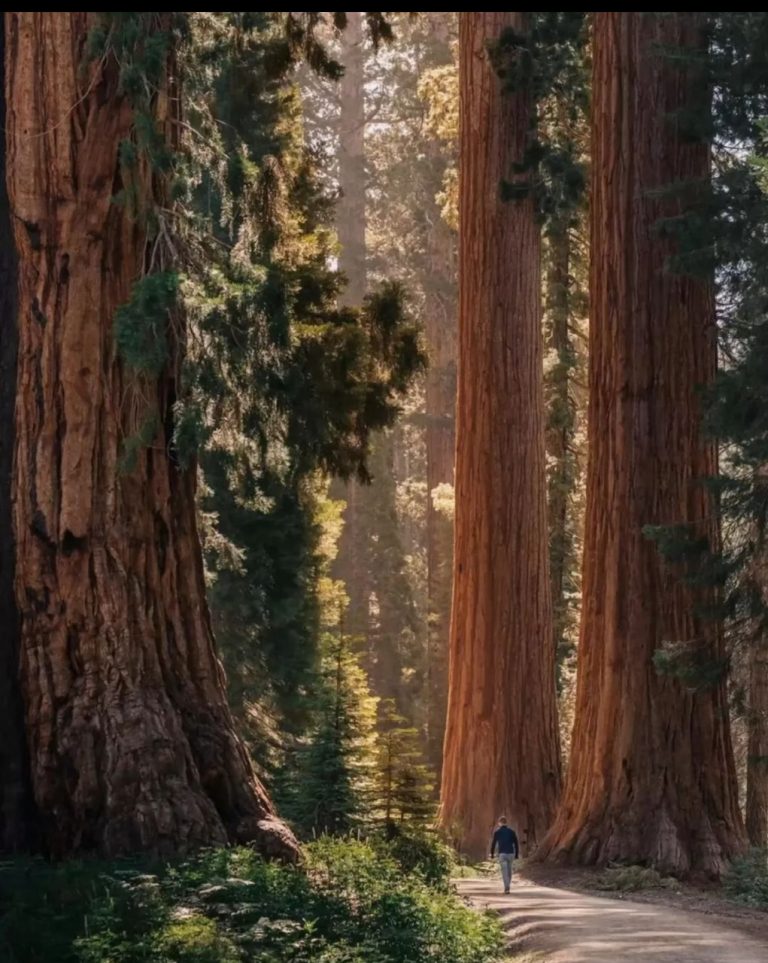 20.SEQUOIA NATIONAL PARK