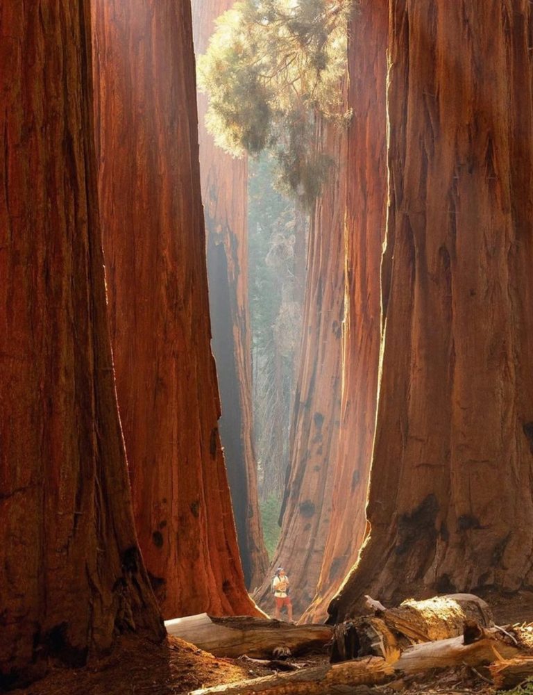 25.SEQUOIA NATIONAL PARK