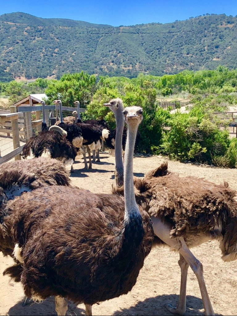 3.OSTRICH USA