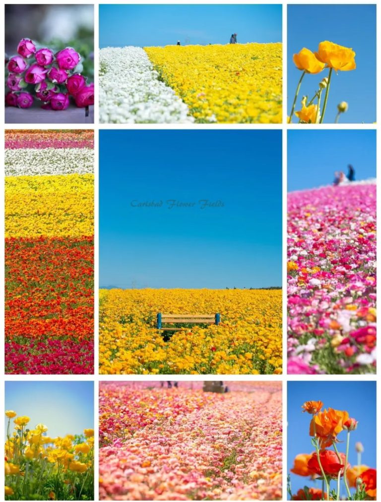 6.FLOWER FIELD
