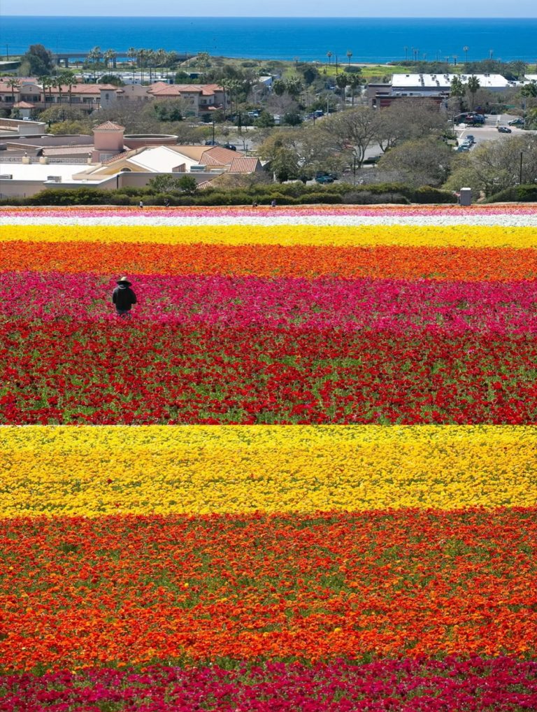 9.FLOWER FIELD
