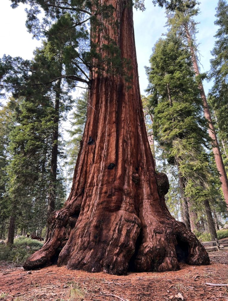 9.SEQUOIA NATIONAL PARK