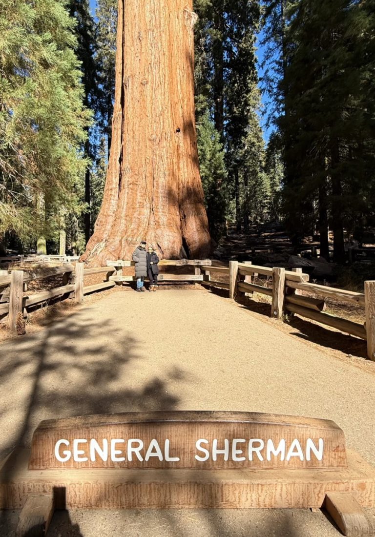 GENERAL SHERMEN TREE 4