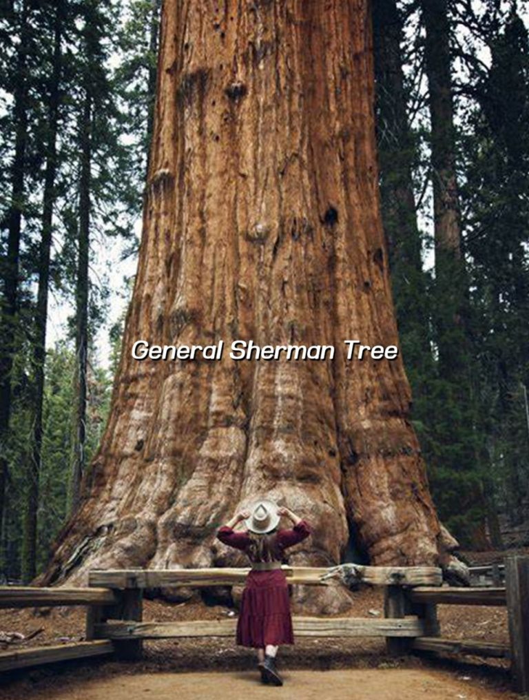 GENERAL SHERMEN TREE
