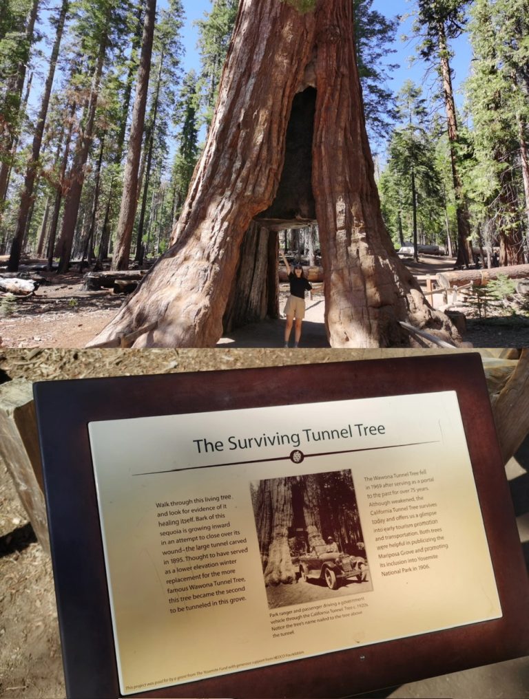 SURVIVAL TUNNEL TREE