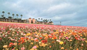 3.FLOWER FIELD 3.FLOWER FIELD